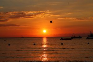 Orange Jamaican sunset with bird